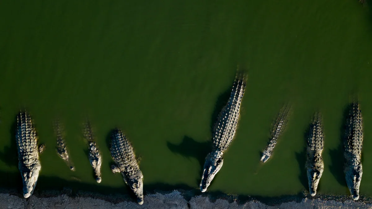 Israel Reclassifies Crocodiles for Potential Prison Security Use